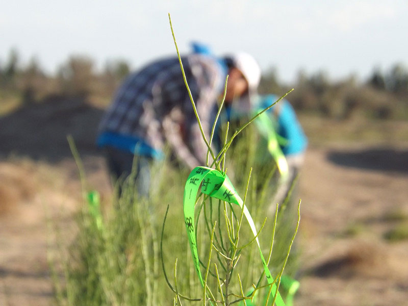 7��14����������ҁ��������֌���ٛ(z��ng)�ߵľG�z��ϵ��������������ͽz����ꖹ����ҫ���W���Gɫ�Ĺ�â��