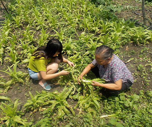 ��������æ�_�y��ժ�Ĳ˲��ϸ���ժ��Ч�ʵͣ���(j��ng)�^������Ϥ��ָ��(d��o)���ܿ��(du��)�T���M(j��n)���ˠ�B(t��i)��