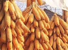 �Ŵ���������֮����