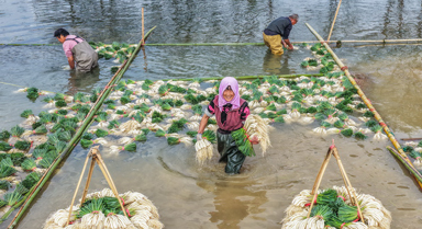 湖南道縣：種藠頭 促增收