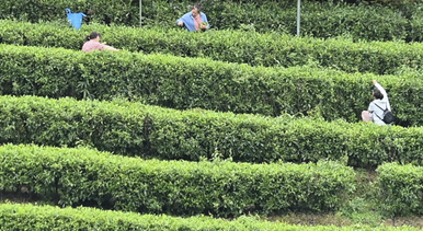 踏青品茶大苗山