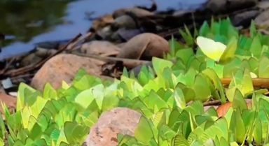 雲(yún)南孟連迎蝴蝶大爆發(fā)